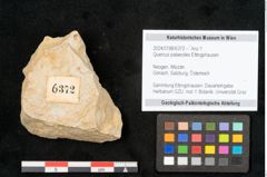 Foto (Objekt + Etikett) von Quercus palaeoilex Ettingshausen (NHMW-GEO-2024-0188-6372)
